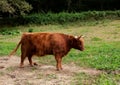 The Highland cow. Scottish breed of rustic cattle Royalty Free Stock Photo