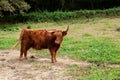 The Highland cow. Scottish breed of rustic cattle Royalty Free Stock Photo