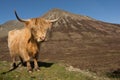 Highland cow