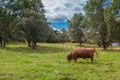 Highland cow Royalty Free Stock Photo