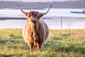 Highland cow with a scottish loch in the background