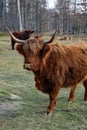 A Highland cow at short distance Royalty Free Stock Photo