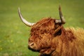 Highland cattle portrait Royalty Free Stock Photo