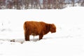 Highland cow in the snow Royalty Free Stock Photo