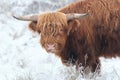 Highland Cow in the snow in National Park The Veluwe. Royalty Free Stock Photo