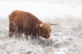 Highland Cow in the snow in National Park The Veluwe. Royalty Free Stock Photo