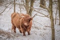 Highland Cow - Snow Scene Royalty Free Stock Photo