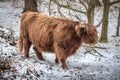 Highland Cow - Snow Scene Royalty Free Stock Photo