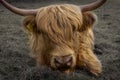 Highland Cow on the South West Coast Path at Hope Cove Devon Royalty Free Stock Photo
