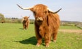 Highland cow standing alert & curious Royalty Free Stock Photo