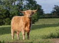 Highland cow standing in field staring at camera Royalty Free Stock Photo