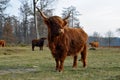 Highland cow standing in the foreground Royalty Free Stock Photo