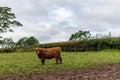 Highland cow standing looking at the camera Royalty Free Stock Photo
