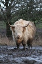 Highland cow standing in mud on dull day