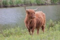 Highland cow standing by the waterfront Royalty Free Stock Photo