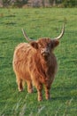 Highland cow startled while eating in the daytime. Longhorn cattle looks up while grazing in a large open meadow. Brown Royalty Free Stock Photo