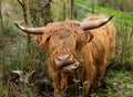Highland cow sticking out its tongue Royalty Free Stock Photo