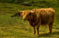 Highland Cow Royalty Free Stock Photo