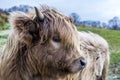 Highland cow Royalty Free Stock Photo
