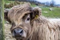 Highland cow Royalty Free Stock Photo