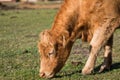 Highland cow with a tuft of reddish brown  hair on a cattle ranch Royalty Free Stock Photo