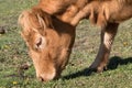 Highland cow with a tuft of reddish brown  hair on a cattle ranch Royalty Free Stock Photo