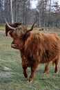 Highland cow walking nearby Royalty Free Stock Photo