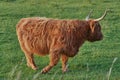 Highland cow walks on green summer field.Shaggy bovine with red fur strolling in the meadow. Side view of Isolated bull