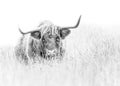 Highland Cow on white Royalty Free Stock Photo