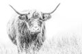 Highland Cow on white Royalty Free Stock Photo