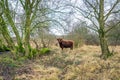 Highland cow in a wild nature reserve Royalty Free Stock Photo