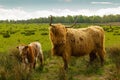 Highland cow and young calf Royalty Free Stock Photo