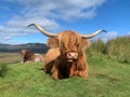 The highland cows of Conic hill Royalty Free Stock Photo