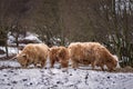 Highland Cows feeding - Snow Scene Royalty Free Stock Photo