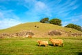 Highland cows on a field, California