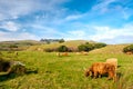 Highland cows on a field, California