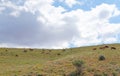 Highland Cows on a Field, Kahramanmaras, Turkey Royalty Free Stock Photo