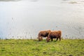 Highland cows grazing on the waterfront Royalty Free Stock Photo