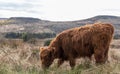 Highland cows Royalty Free Stock Photo