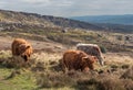 Highland cows Royalty Free Stock Photo
