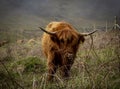 Highland cows on the South West Coast Path at Salcombe Devon Royalty Free Stock Photo