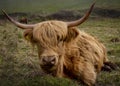 Highland cows on the South West Coast Path at Salcombe Devon Royalty Free Stock Photo