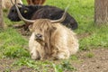 Highland cows in vatious colours lying down