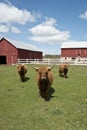 Highland Cows on Wisconsin Dairy Farm Royalty Free Stock Photo