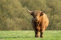 Highland cowstanding  in field staring at the camera Royalty Free Stock Photo