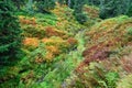 Highland dale with fern vegetation