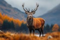 Highland elegance Red deer stag in Scottish autumn wilderness Royalty Free Stock Photo