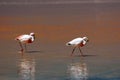 Highland Flamingos in the Red Lagoon