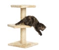 Highland fold kitten jumping from a cat tree, isolated