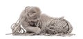 Highland fold kitten playing with a wool ball Royalty Free Stock Photo